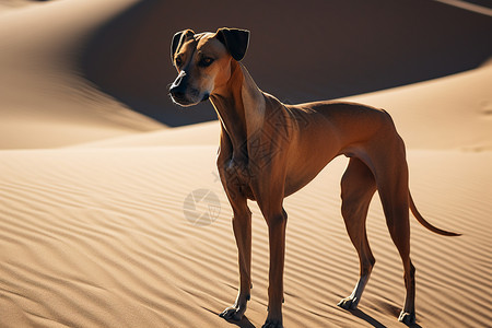 热带沙漠棕色格力犬背景