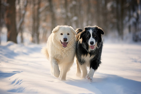 在雪地里狗两只狗在雪地里奔跑背景