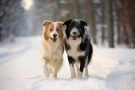 在雪地里狗两只狗在雪地里快乐奔跑背景