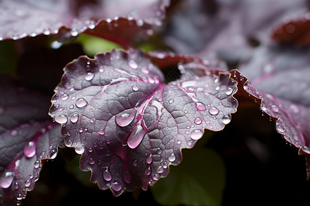 紫苏叶子树叶上的水滴背景