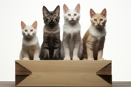 三只小猫盒子上的一群猫背景
