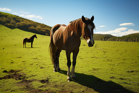 草地上的马群图片