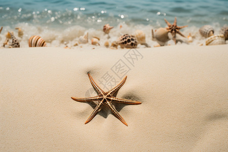 海滩上的海星和海浪图片
