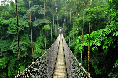 丛林中的吊桥高清图片
