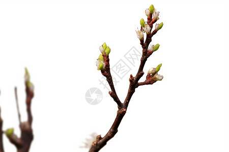 春天发芽的树枝图片