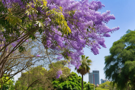 公园中的紫色花树背景图片