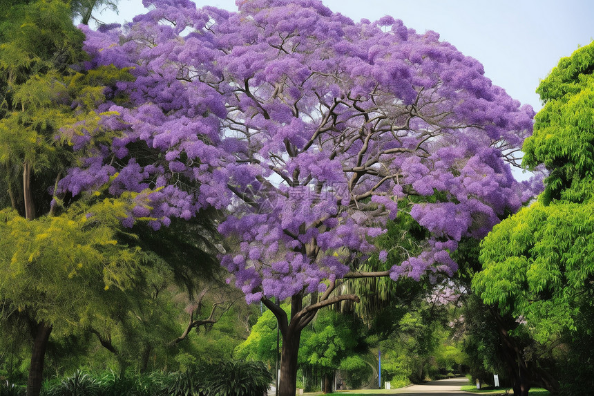 紫色美丽的花树图片