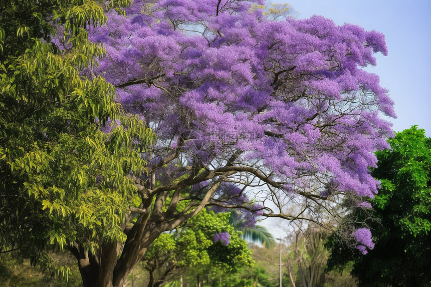 户外紫色的花树图片