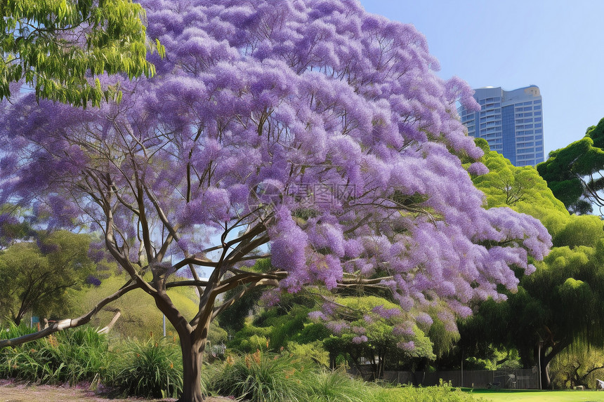 公园中的紫色树木图片