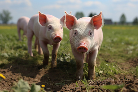 可爱的猪农场养殖高清图片