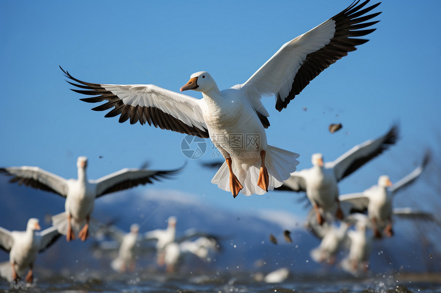 水中飞翔的一群海鸥图片