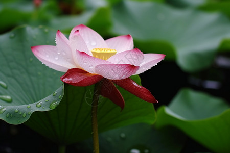 红大莲花红莲水滴落绿叶映红雨背景