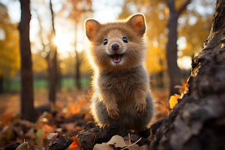 萌萌的小獾在森林中欢乐玩耍图片