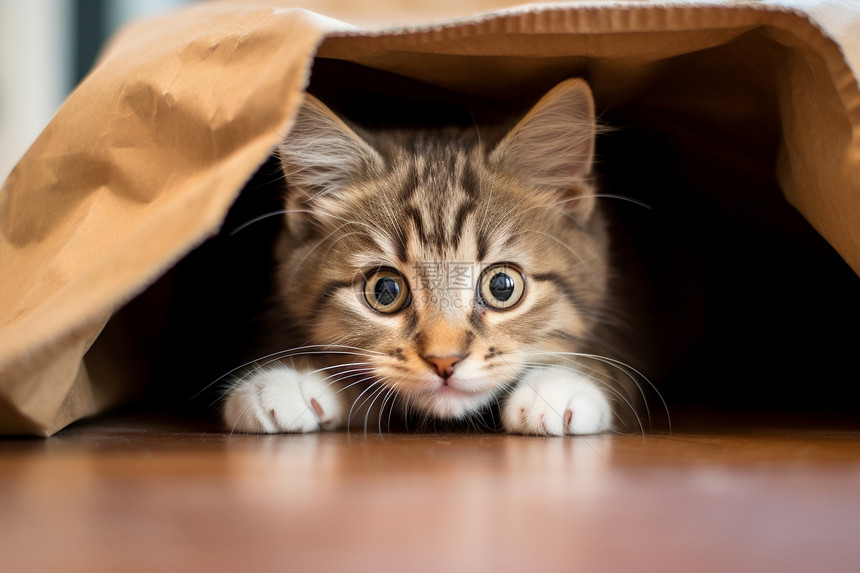 袋中可爱的猫咪图片