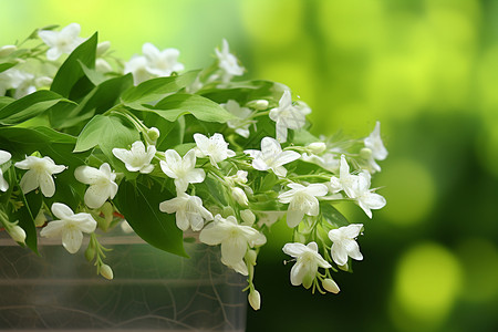清新的白色花朵图片