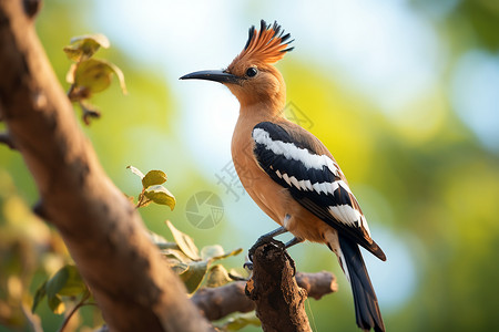 森林鸟素材树枝上的小鸟背景
