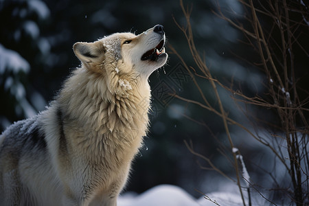 狼之子雨与雪狼与冬天背景