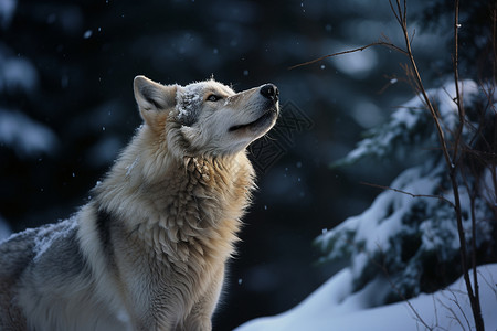 冬日雪原的狼王背景图片