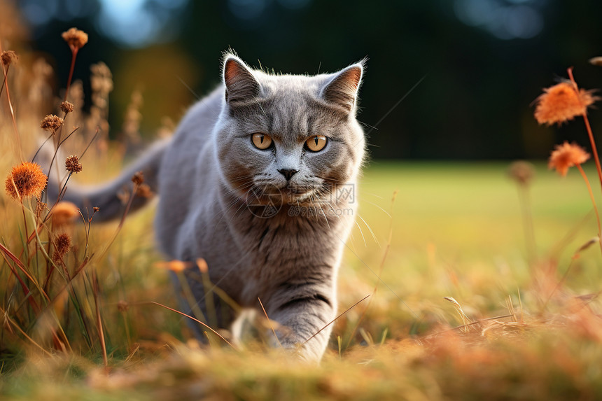 草地上猫咪漫步图片