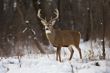 冬季树林中觅食的野鹿高清图片