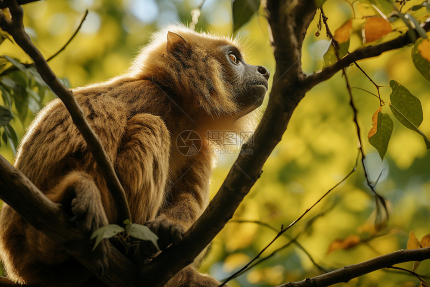 树上坐着的一只猴子图片