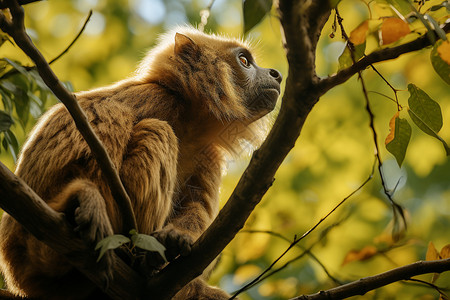 树上坐着的一只猴子图片