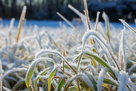 冻结的草地冰雪世界的农田背景