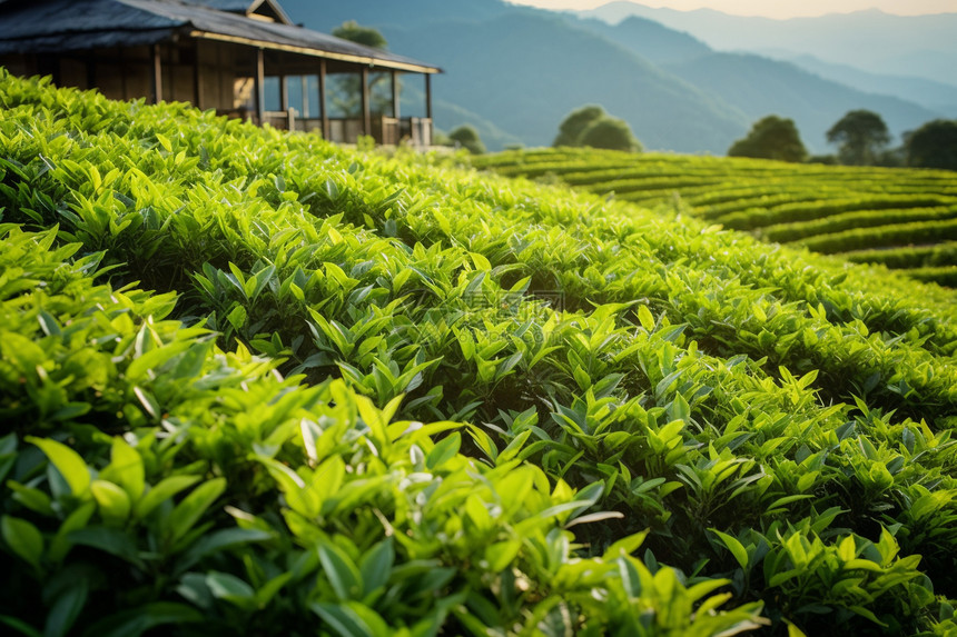 茶园飘渺山辉图片