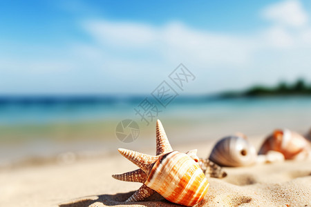 海滩上的贝壳群图片