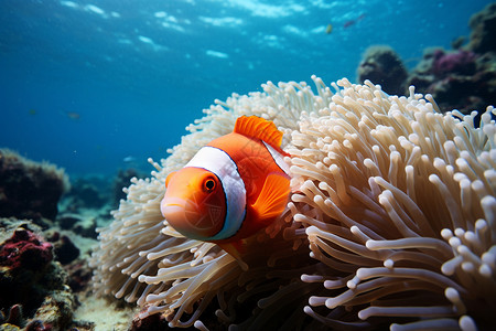 小鱼珊瑚和海星海底的珊瑚和鱼背景