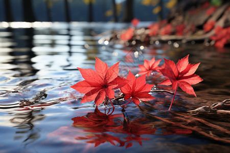 秋叶水面的波纹中的绚丽图片