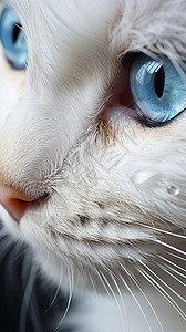 蓝色的猫眼图片