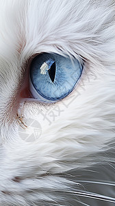 透明的猫眼背景图片
