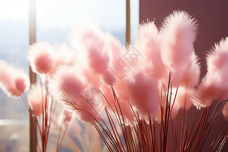 柔软粉色的芒草高清图片
