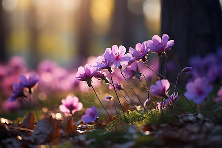 缤纷的紫色花朵背景图片