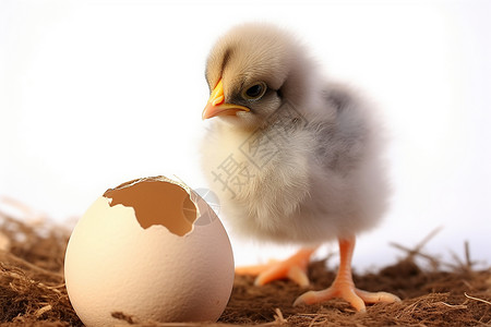 孵化的小鸡背景图片