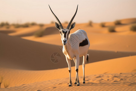 白色的动物藏羚羊高清图片