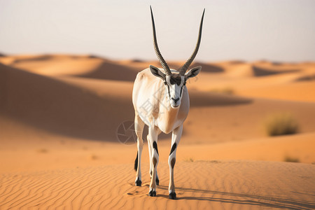 炎热沙漠里的藏羚羊背景图片