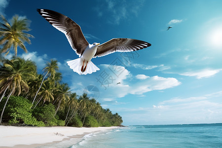 海边翱翔的海鸟图片