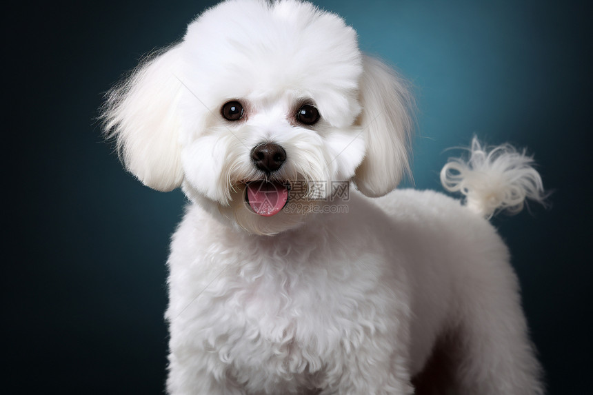 白色的小狗狗图片