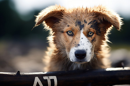 禁止虐待动物可怜的狗狗在围栏后背景