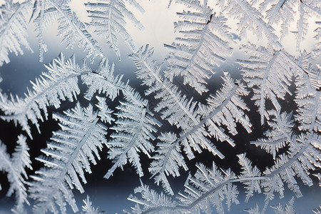 寒冷的天气冰花绽放的窗户设计图片