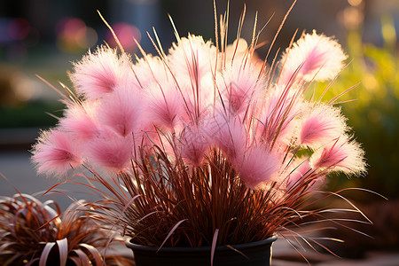 木姜草阳光下的粉色植物背景