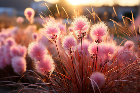 木姜草户外的美丽粉色植物背景