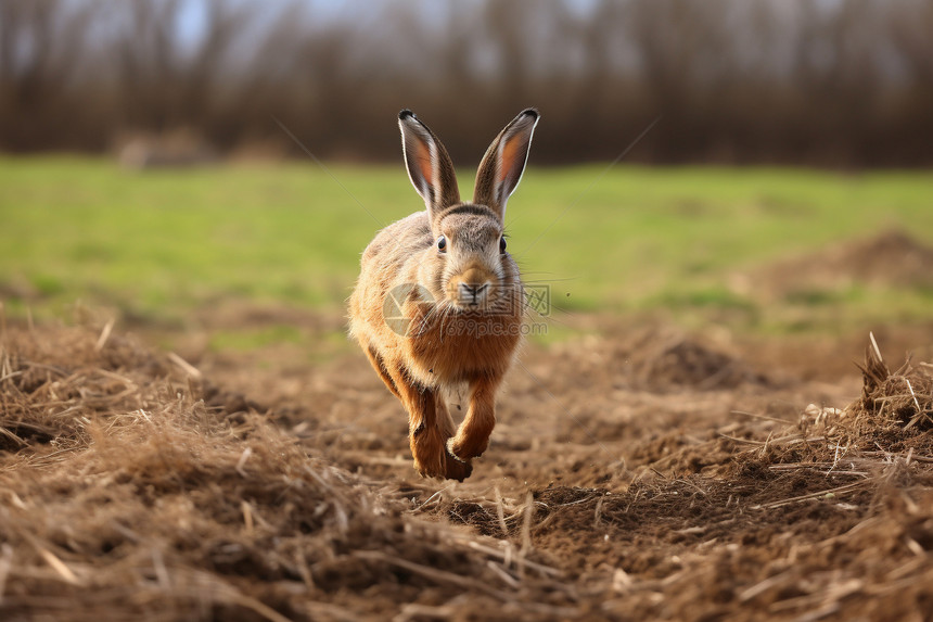 奔跑的兔子图片
