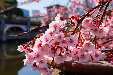 京城四美之景甜桃花之景背景