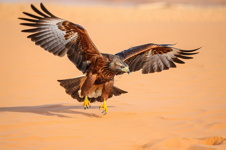 猎鹰翱翔荒漠图片
