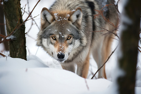 在雪地行走的狼图片