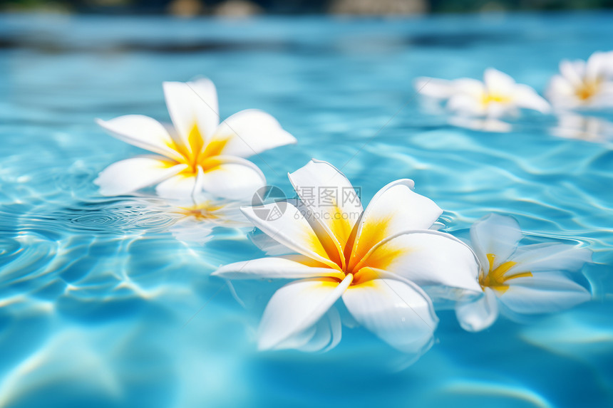 水中飘着一群白花图片
