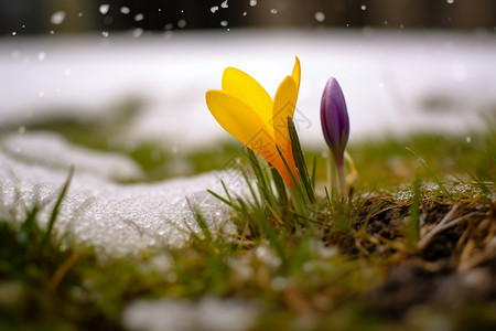 冬日绽放的花朵背景图片